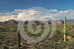 Saguaros photo