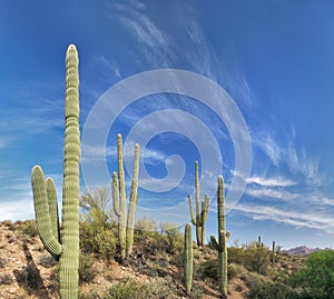 Saguaros photo