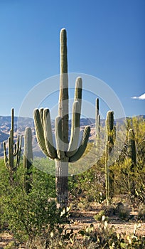 Saguaros photo