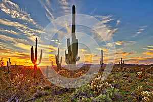 Saguaros