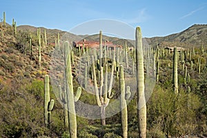 Saguaros photo