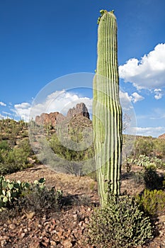 Saguaros photo