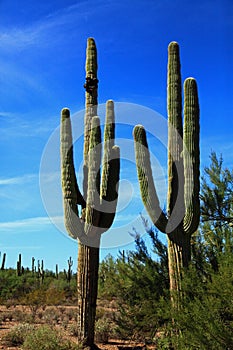 Saguaros in Arizona USA photo