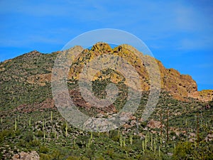 Saguaros Back of the Ridge