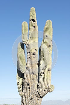 Saguaros cactus