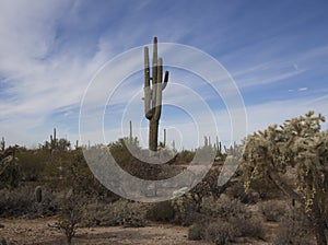 Saguaros and Cactus of Southwest Arizona Desert photo