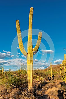 Saguaros cactus at sunset in Sonoran Desert near Phoenix, Arizona.