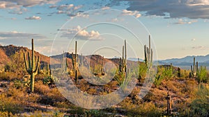 Saguaros cactus at sunset in Sonoran Desert near Phoenix, Arizona. photo