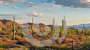 Saguaros cactus at sunset in Sonoran Desert near Phoenix, Arizona.