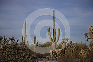 Saguaros in the canyons of Southwest Arizona Desert