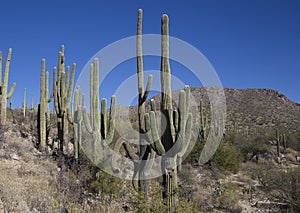 Saguaros in the canyons of Southwest Arizona Desert