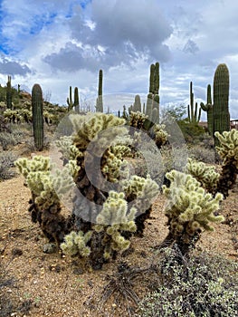 Saguaros and Cholla cactus with mountain background with hazy cloudy sky