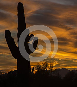 Saguaros in the desert sunset. Cactus has dramatic shadows