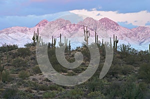 Saguaros with Four Peaks in Alpenglow photo