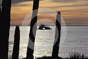 Saguaros front of Ventana Island and Sunset