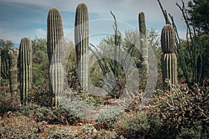 Saguaros in green desert garden