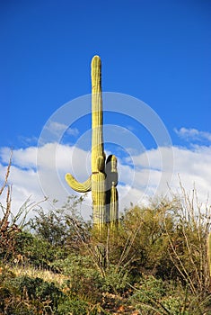 Saguaros in Saguaro National Park