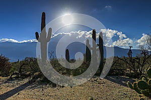 Saguaros at saguaro national park