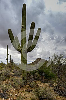 Saguaros at saguaro national park