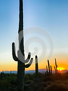 Saguaros Silhouetted Against the Setting Sun