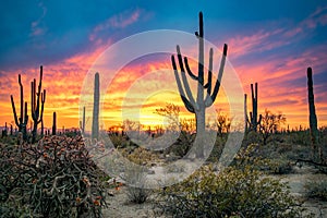 Saguaros in Sonoran Desert at Dusk