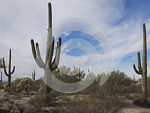 Saguaros of Southwest Arizona Desert