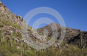 Saguaros Studded Mountain with view of the Moon Between the Peaks