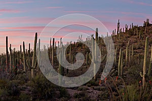 Saguaros and Sunset at Saguaro National Park