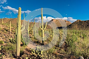 Saguaros at Sunset in Sonoran Desert