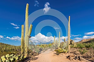 Saguaros at Sunset in Sonoran Desert near Phoenix, Arizona