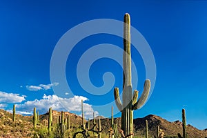 Saguaros at Sunset in Sonoran Desert near Phoenix, Arizona