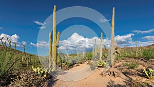 Arizona desert at sunset with Saguaro cacti in Sonoran Desert near Phoenix. photo