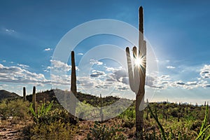 Giant Saguaros in Arizona. photo