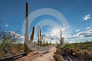 Saguaros at Sunset in Sonoran Desert photo