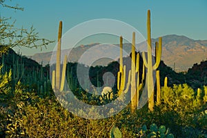 Saguaros at Sunset in Tucson