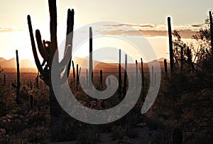 saguaros at sunset in the tucson mountain park, arizona, united