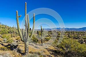 Saguaros tree-like cactus in the Sonoran Desert in Scottsdale, Arizona