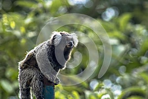 Sagui