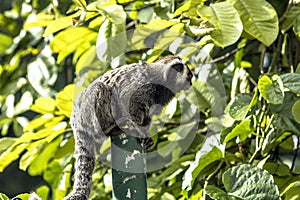 Sagui