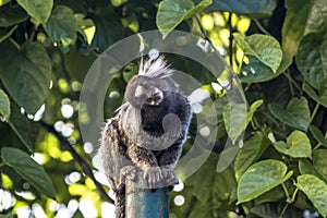 Sagui