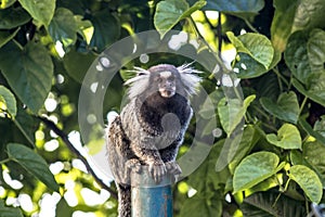 Sagui