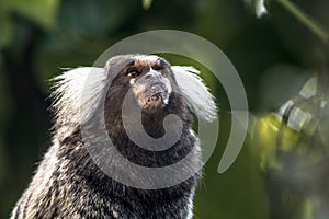 Sagui