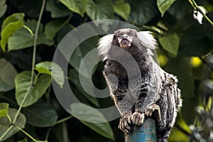 Sagui