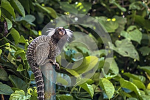 Sagui