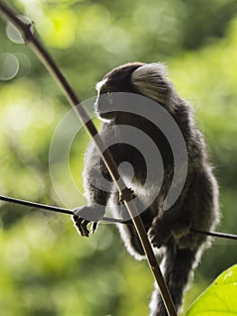 Sagui