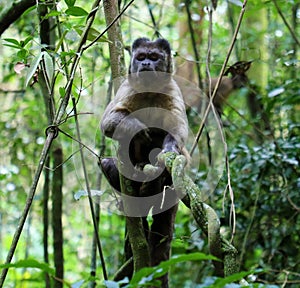 Sagui a brazilian monkey on tree, in trail to Pico do Jaragua mountain in SÃ£o Paulo, Brazil