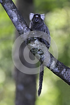 Sagui Dwarf Monkey