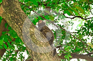 Sagui monkey Mico Estrela in the wild in Rio de Janeiro, Brazil