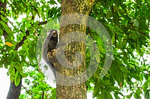 Sagui monkey Mico Estrela in the wild in Rio de Janeiro, Brazil