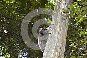 Sagui Monkey - Rio De Janeiro - Brazil